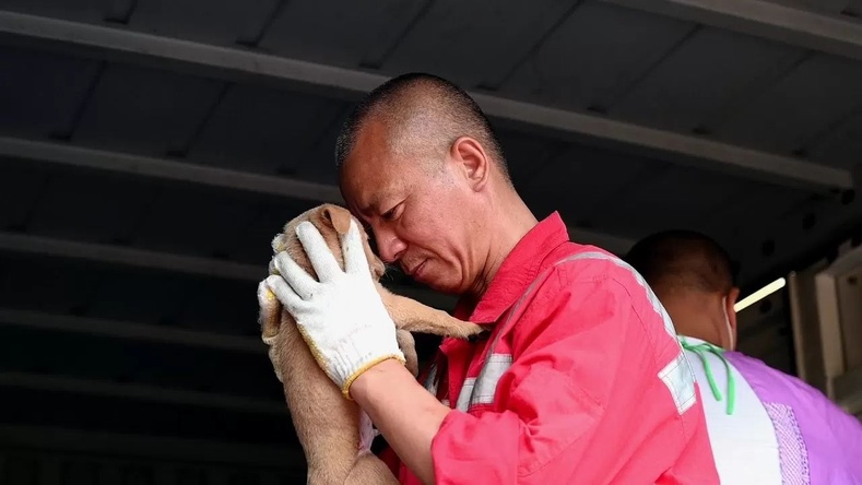 8000 амьтан аварсан Шанхайн хамба ламын түүх