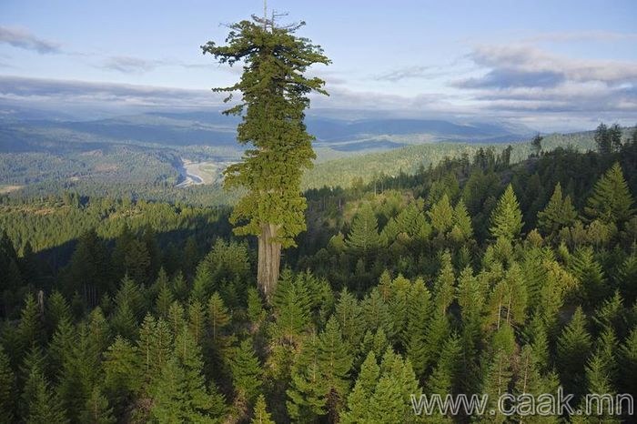 Мендосино мод- 112,20 м өндөр. АНУ