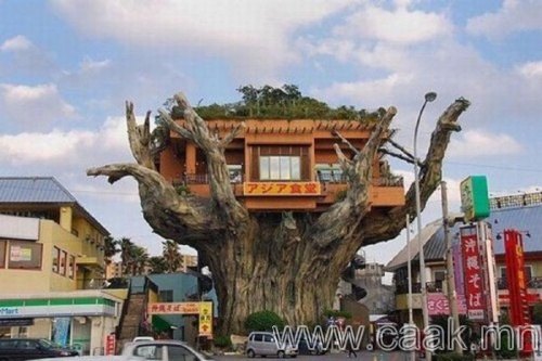 Модон дээрх ресторан