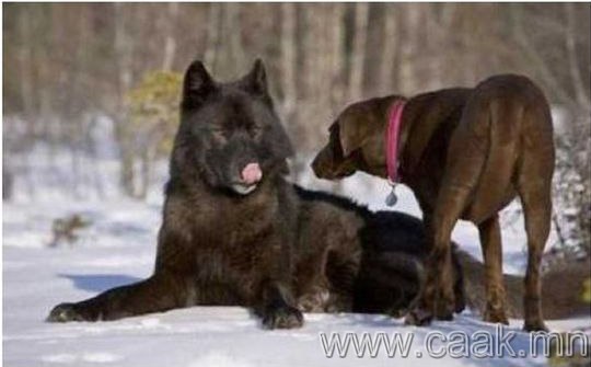 Нохой ангуучлагч чоно