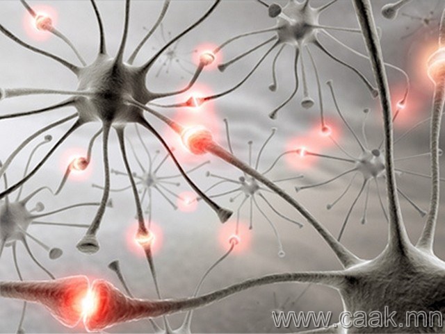 Тархин дахь нейроны хэмжээ