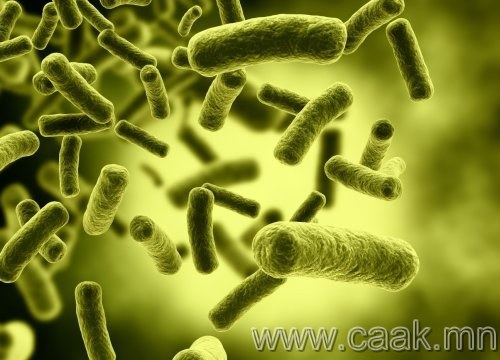 Хүний биед 1.8 кг бактери байдаг