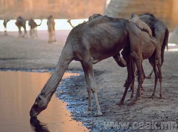 Тэмээ бөхөндөө ус нөөцөлдөг