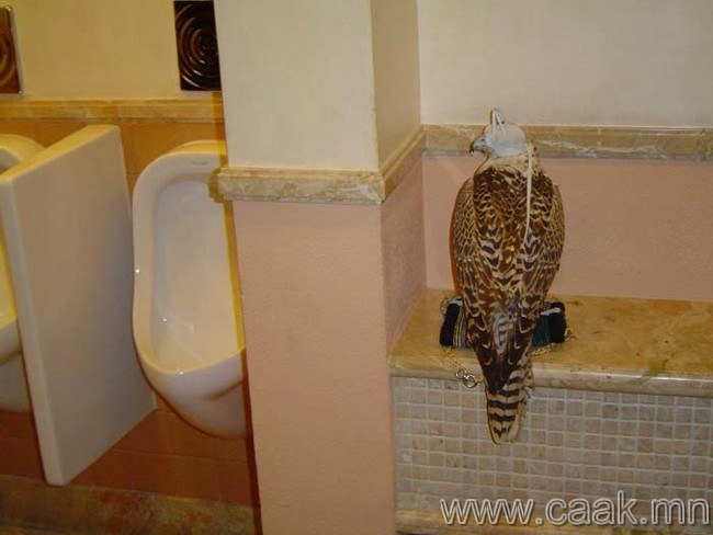Ариун цэврийн өрөөнд шонхор шувууд эзнээ хүлээнэ.