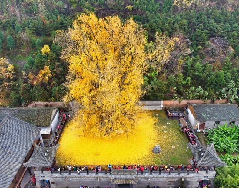 Хятадад байдаг 1000 настай мод