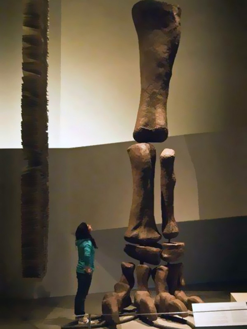 Нэгэн цагт дэлхий дээр амьдарч байсан хамгийн том амьтан Аргентинозаврын хөлийн яс