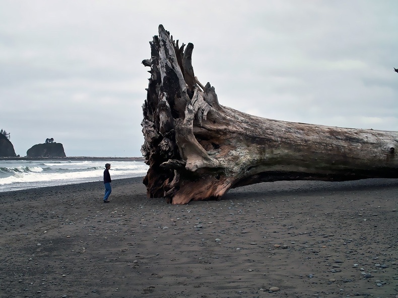 Далайн давалгаанд унасан аварга мод
