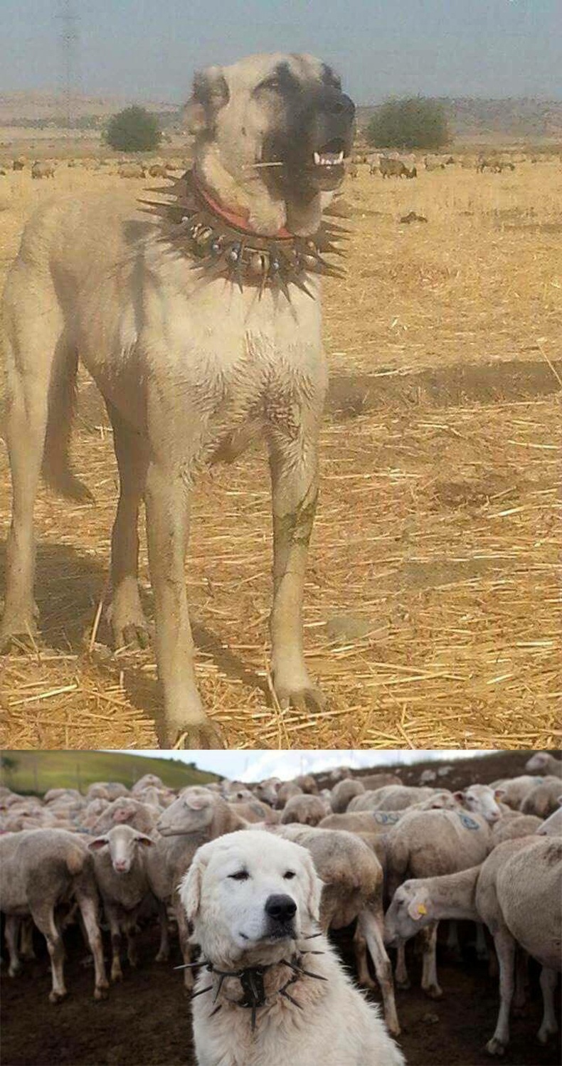 Чононд бариулахаас сэргийлэхийн тулд хоньч нохойд ийм хүзүүвч зүүж өгдөг