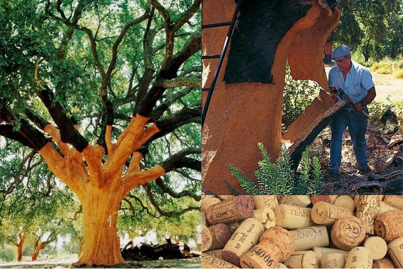 Португалд байдаг энэхүү 230 настай царс модны холтосыг 9 жил тутам нэг удаа авч, дарсны үйсэн бөглөө хийдэг