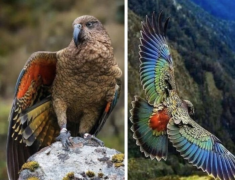 Тоть, бүргэдийн эрлийз гэмээр Шинэ Зеландын кеа шувуу