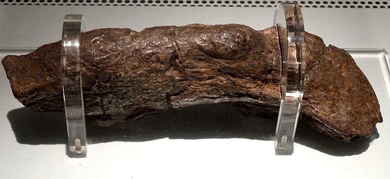 Хүний хамгийн том чулуужсан ялгадас Английн Йорк орчмоос олджээ. 9-р зууны үед хамаарах энэ олдвор нь 20 см урт, 5 см өргөн.