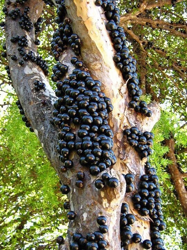 Бразилын "Jabuticaba" хэмээх модны жимс мөчир дээр биш эх биен дээр нь ургадаг