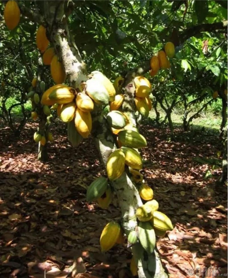 Шоколад хийдэг какаоны үр нь модон дээрх тод өнгийн шошны дотор ургадаг.