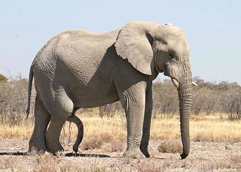 Animals member. Слоны самцы. Половой орган у слонов.