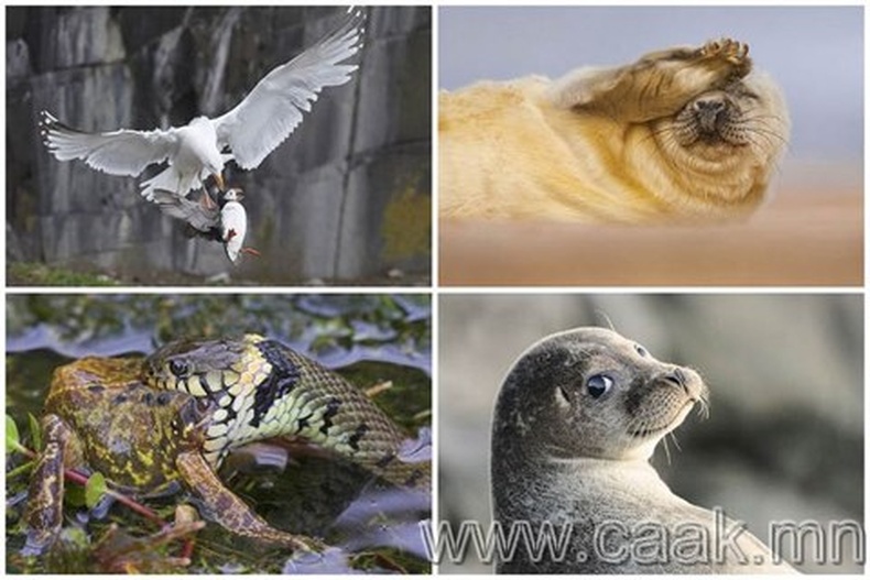 The British Wildlife Photography Awards 2012 -ийн ялагчдын бүтээлүүд 