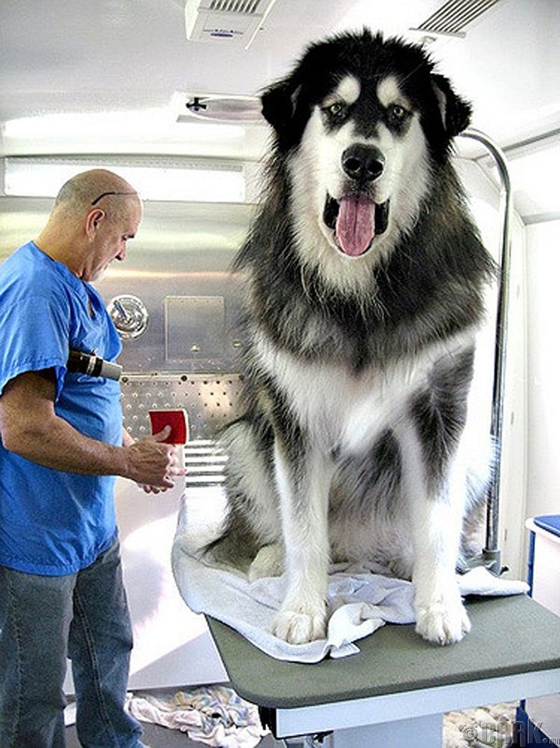 Арслан шиг том нохой