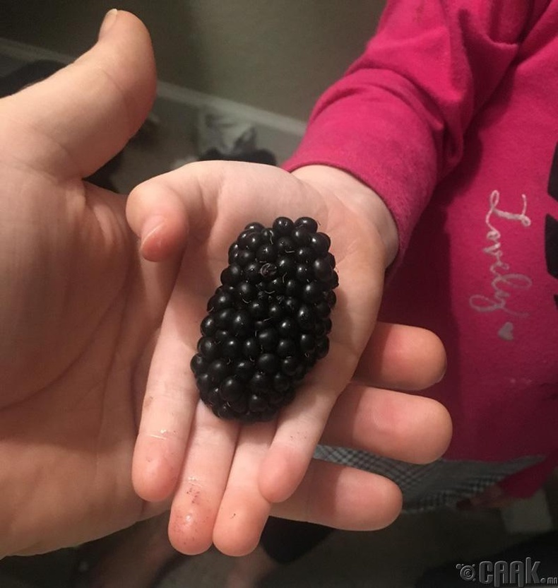 Миний охин ийм том бөөрөлзгөнө олжээ