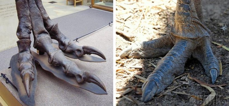 Тарбозаврын болон эмү шувууны хөл