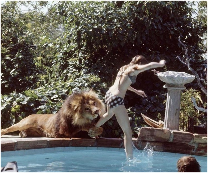 Жүжигчин Мелани Гриффит өөрийн тэжээвэр арслангийн хамт, 1971 он