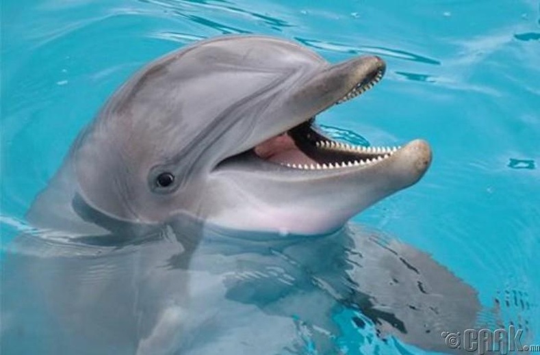 Дельфин инээмсэглэж чадахгүй