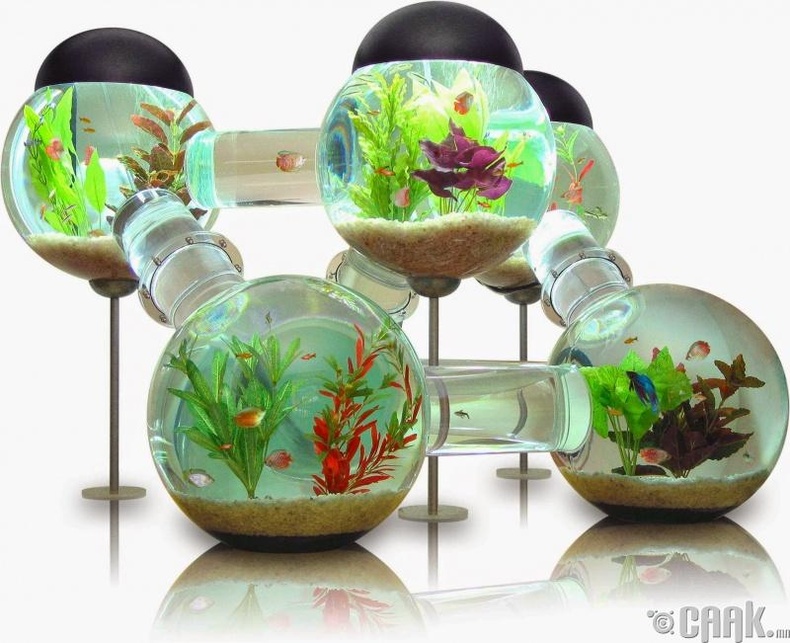 Өвөрмөц хэлбэр дүрстэй аквариум