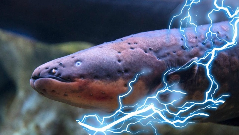 Дэлхийн хамгийн хүчтэй цахилгаан могой загас нь 860 хүртэлх вольтийн цахилгааныг дамжуулах чадвартай