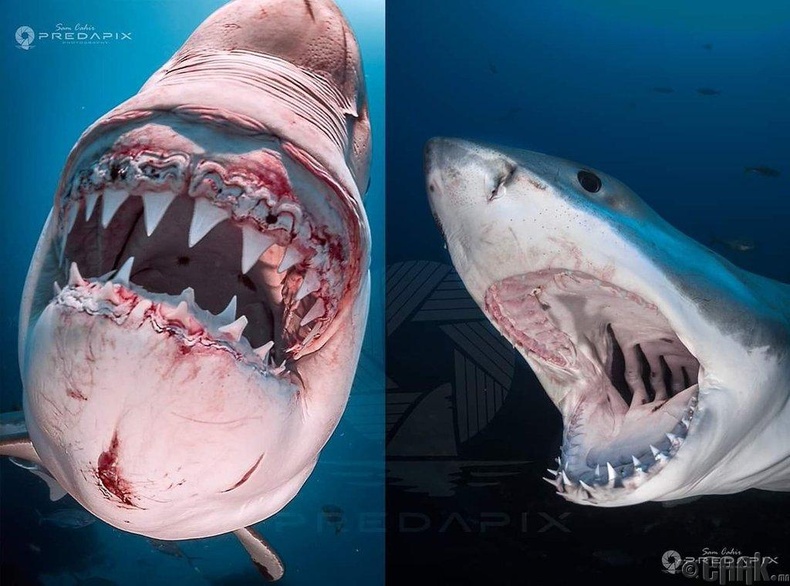 Цагаан аварга загас нь амьдралынхаа турш 20 мянган шүдийг элээж, бас шинээр ургуулдаг