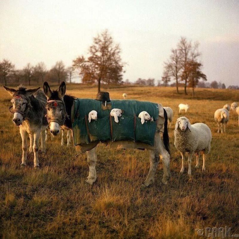Италид бэлчээр дээр төрсөн хургануудыг ингэж авч явдаг