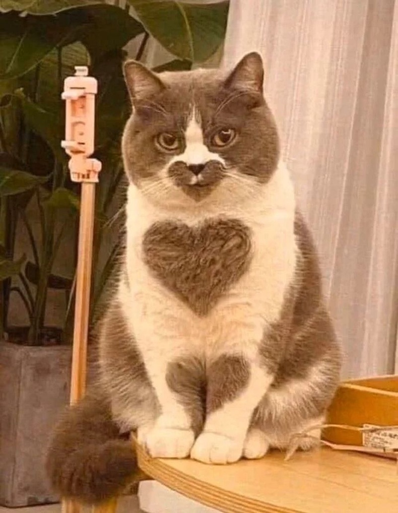 "Хайр түгээгч" муур