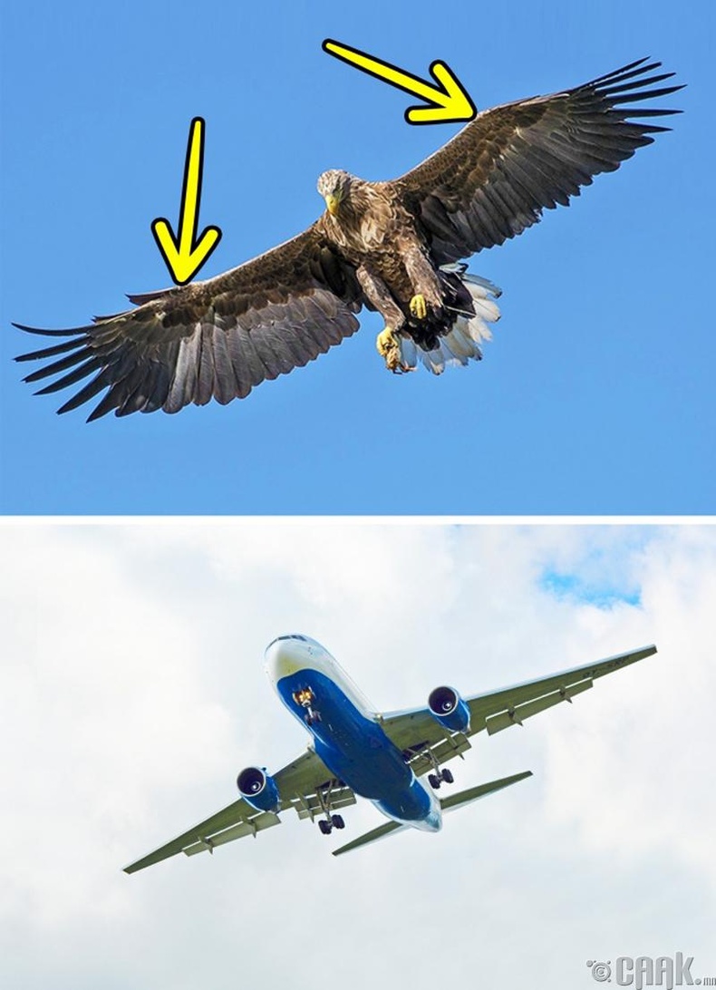 Шувуу болон онгоцны хамгаалалт