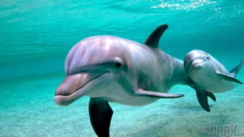 Дельфинүүд үр зулзагаа хөнөөдөг