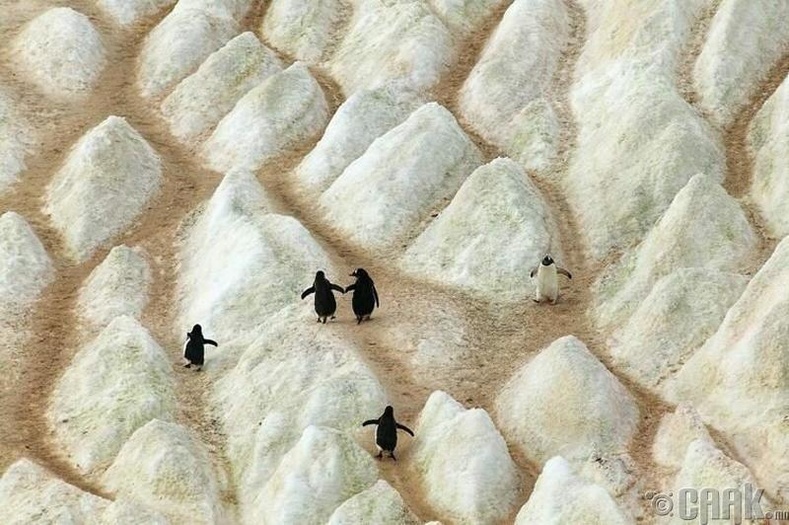Мөсөн уулан дээрх оцон шувууны зам