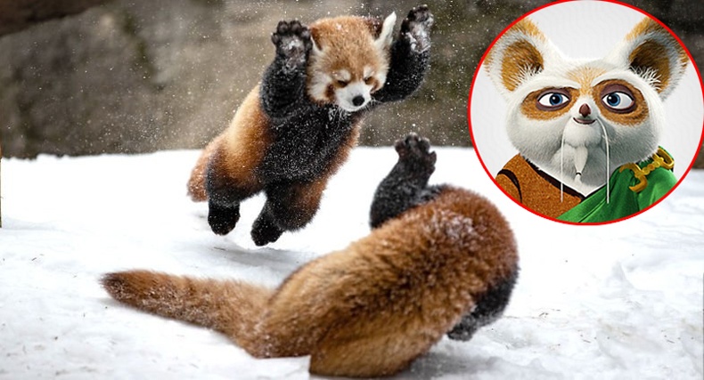 Дэлхийн хамгийн өхөөрдөм амьтдын нэг улаан пандагийн тухай сонирхолтой баримтууд