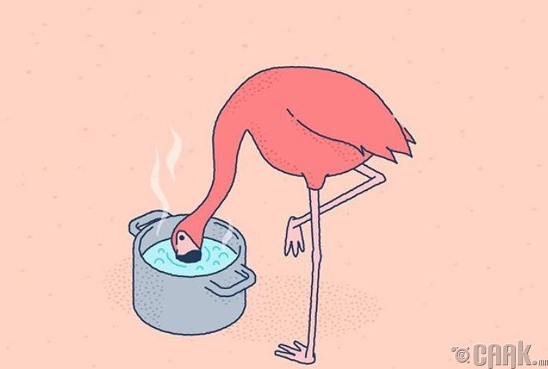 Фламинго буцалж буй усыг ууж чадна