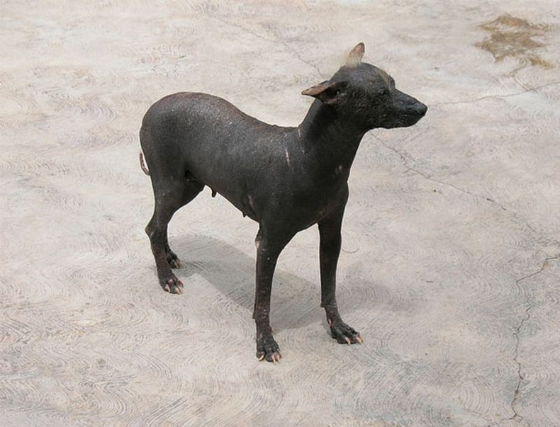 Зөвхөн Перу улсад байдаг Мачү Пиччү үүлдрийн нохой нь байгалаас үсгүй заяажээ