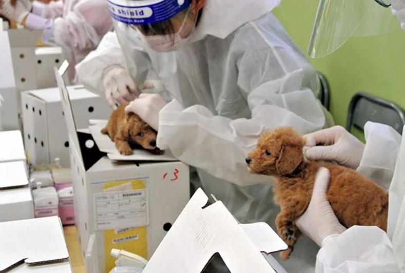 Япон улс нохой мууранд микрочип суулгаж эхэлнэ