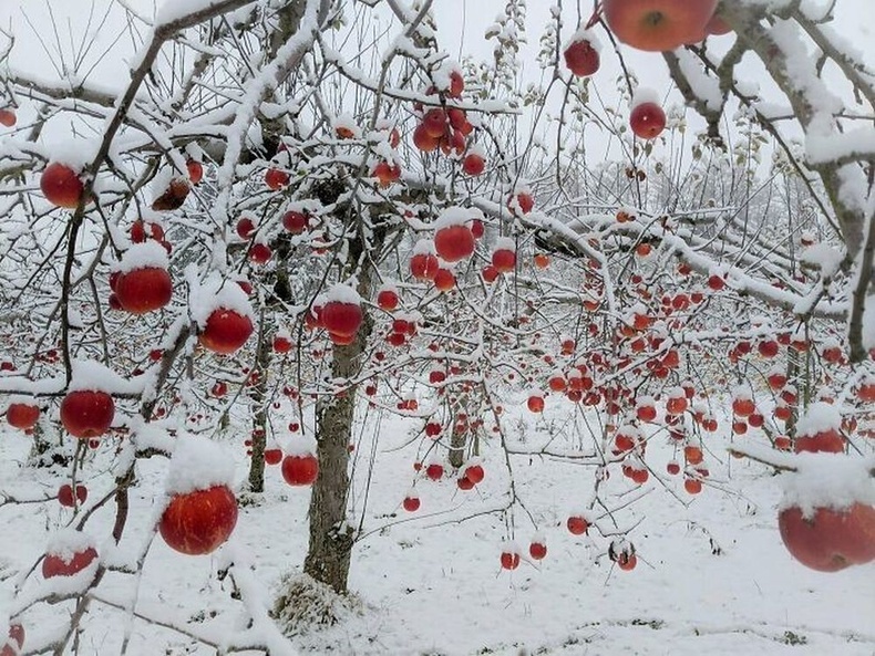 Алимны цэцэрлэг цаснаар