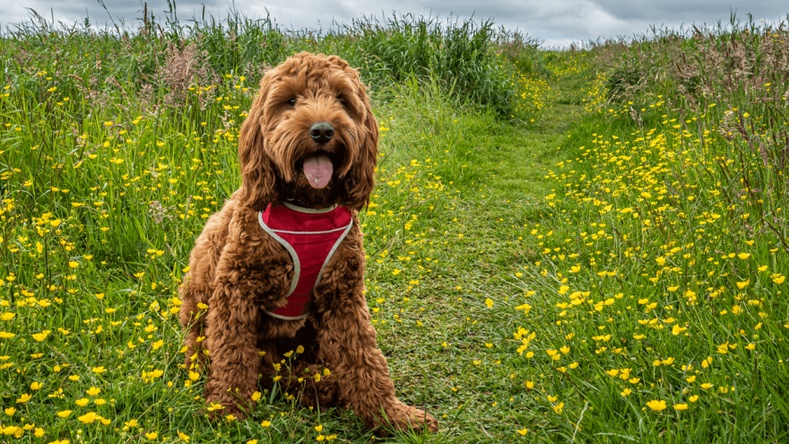 Кокапү (Cockapoo)