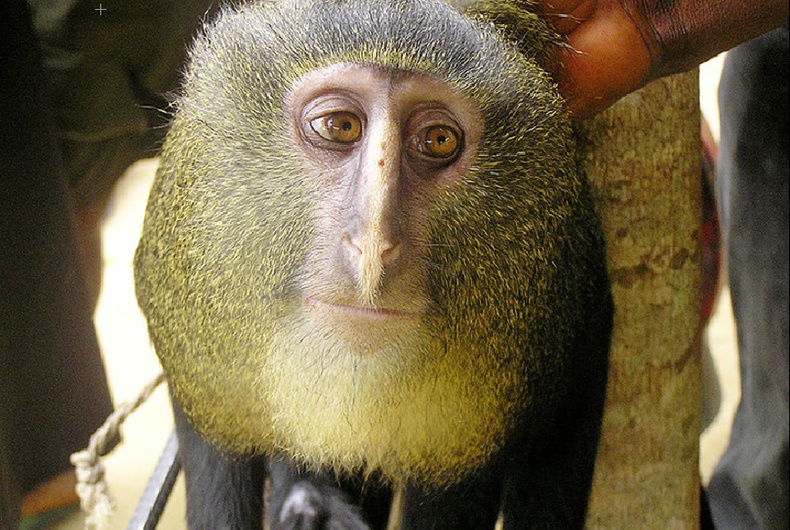 Гүн ухаант сармагчин - Cercopithecus lomamiensis