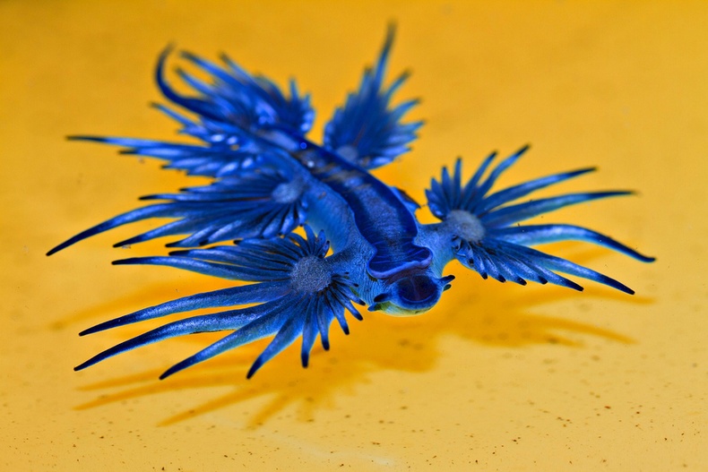 Далайн "хөх луу" (Glaucus atlanticus)