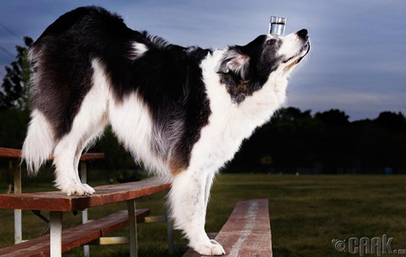 Толгойн дээрээ стакантай ус тогтоож, хамгийн олон алхагч нохой