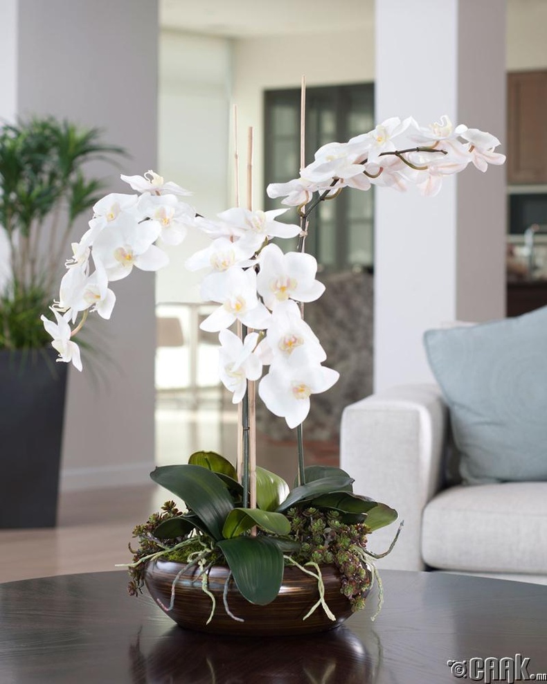 Цахирмаа (Orchid)