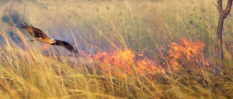 Австралийн элээ нь санаатайгаар хээрийн түймэр тавьж, дайжиж зугтсан амьтдыг барьдаг. Тэгээд зогсохгүй шатаж буй мөчрийг зууж нисээд өөр газар хаян шатаадаг аж.