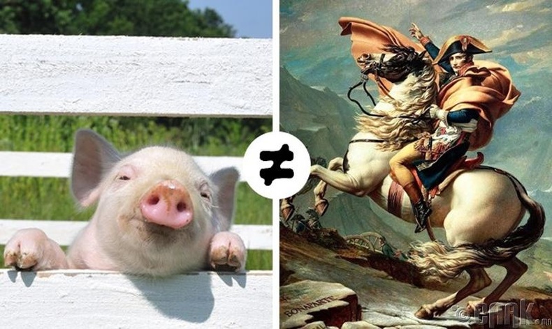 Франция свинья. Свинья Наполеон. Во Франции незаконно называть свинью Наполеоном.. Свинья во Франции. Нельзя называть свинью Наполеоном.