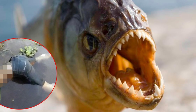 Бразил эр зөгийнүүдээс зугтан ус руу үсэрч ороод пиранья загаснуудад идүүлжээ