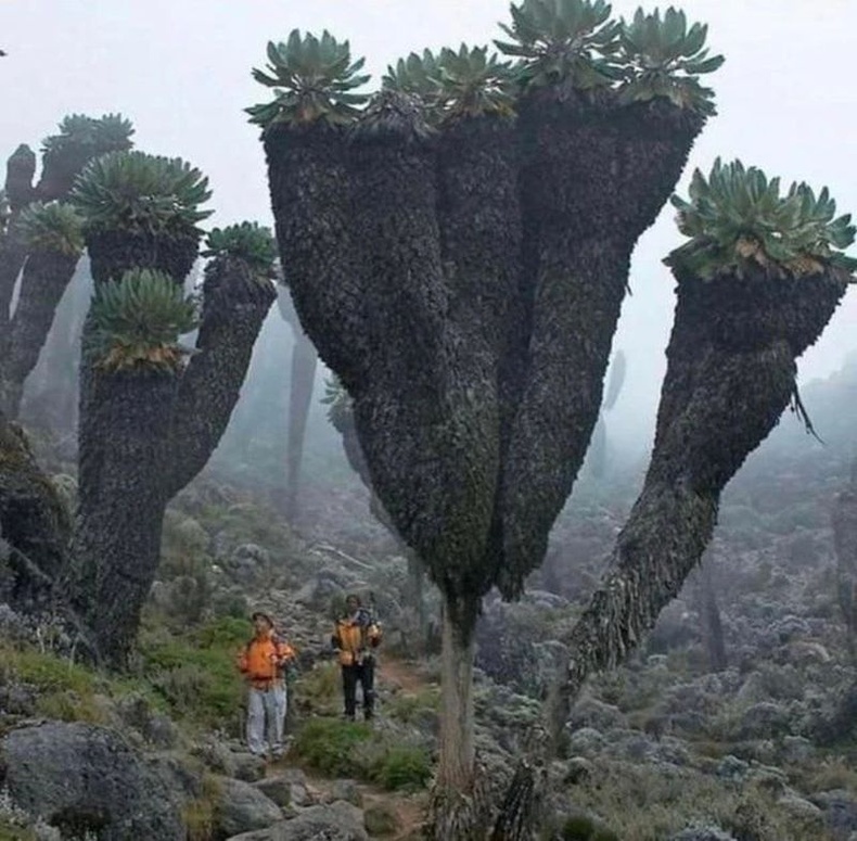 Зөвхөн Африкийн Килиманжаро ууланд байдаг балар эртний модод