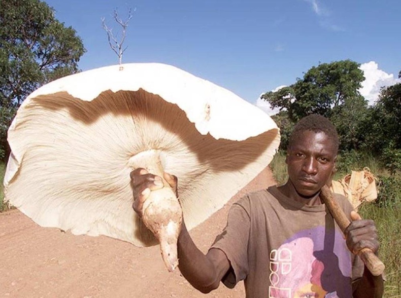 Дэлхийн хамгийн том хүнсний мөөг Termitomyces titanicus