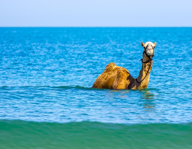 Нохой байтугай тэмээ хүртэл "хамартаа тулахаар усч" байдаг. Ганц бөхтэй тэмээнүүд арал дээрх бэлчээртээ хүрэхийн тулд Арабын тэнгист сэлэх нь бий.