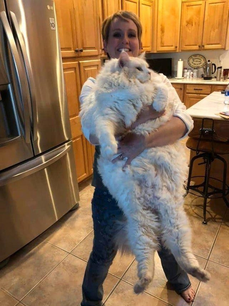 20 кг жинтэй муур