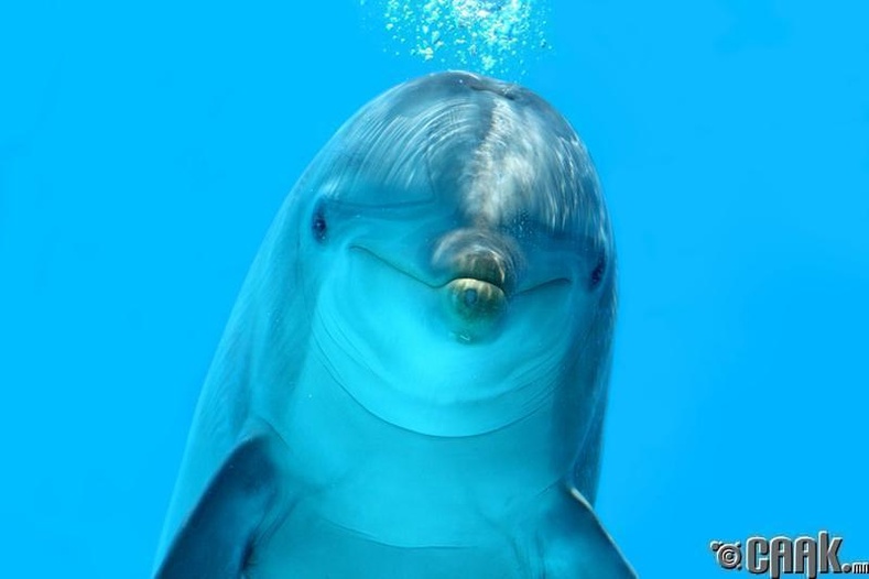 Кайф мэдрэхийн тулд дельфин хортой загас иддэг